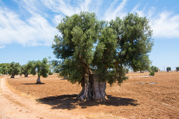 Tree trunk of old olive tree in Puglia, Italy