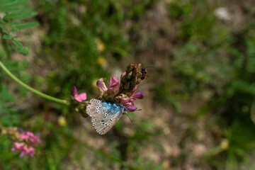 seltener Schmetterling mit Namen: Thymian-Ameisenbläuling! blau, weiss, braun gepunkteter...