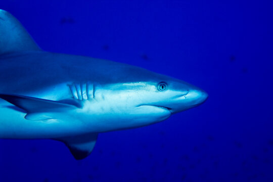 Grey reef shark, Carcharhinus amblyrhynchos, Shaab Rumi Reef, Sudan 