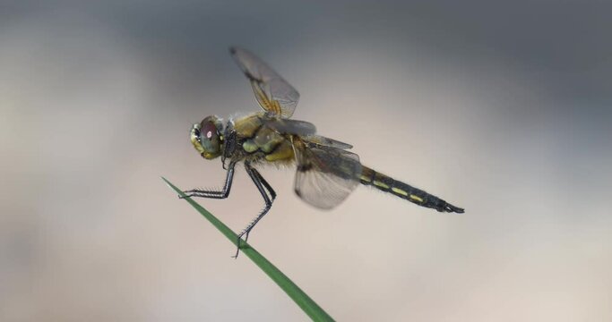 Four spotted chaser sitting on a green plant