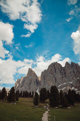 Fototapeta premium alpine valley in bloom in summer, mountain flowers in the alpine pasture, summer panorama of italian alps