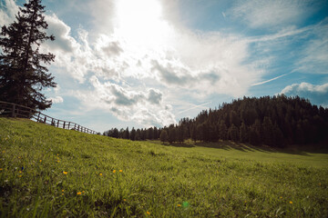 alpine valley in bloom in summer, mountain flowers in the alpine pasture, summer panorama of italian alps