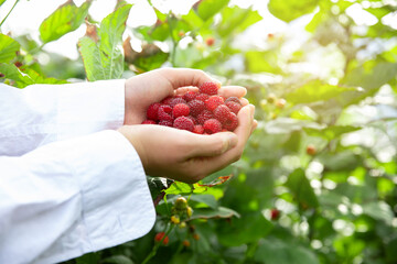 Ripe raspberries in both hands