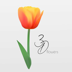 Tulip flower isolated on white. Reslistic floral element.