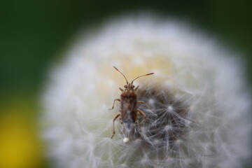 a small beetle on a white dandelion	
