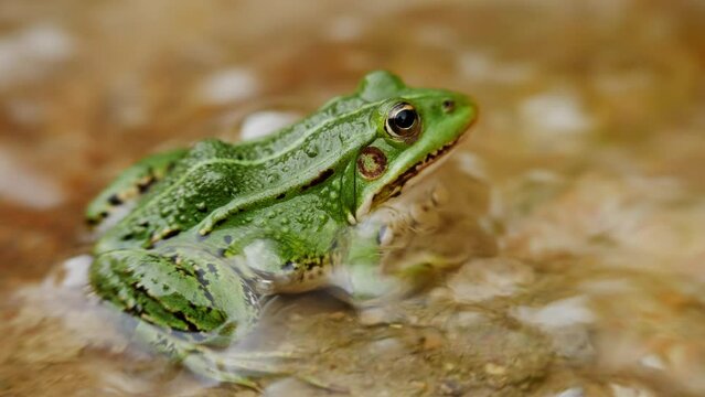 European common green frog sits in the flowing water. Side view, close up.