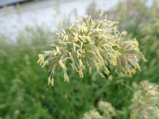 grass in the morning