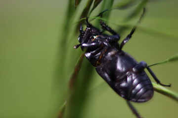 black horned beetle close-up on a yellow wildflower with a blurred background	