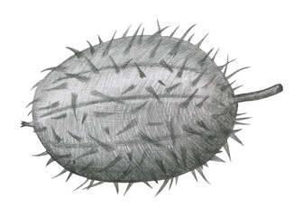 Echinocystis lobata, Echinocystis echinata a grassy annual plant of the family Cucurbitaceae isolated on white background. Mad Cucumber Drawn by Gray Pencil.