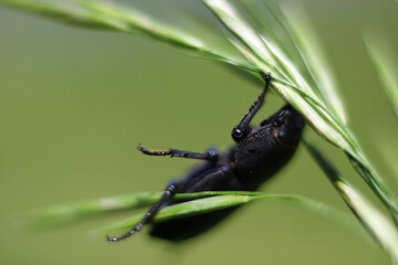 a large black beetle on a blurred natural background with grass