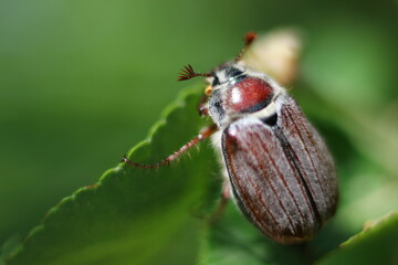 may beetle close-up eating apple leaves