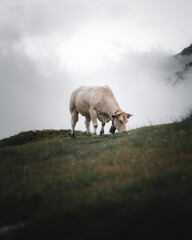 cow in the mountains with fog