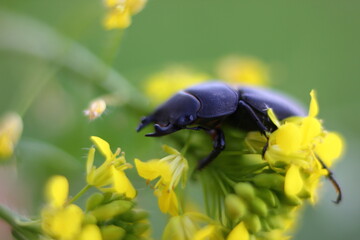 black horned beetle close-up on a yellow wildflower with a blurred background
