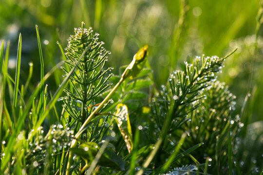 dew drops on the grass in the garden. green environment closeup. wet plants outdoor. morning fresh nature background