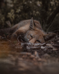 red fox vulpes