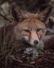Fototapeta premium red fox in the woods