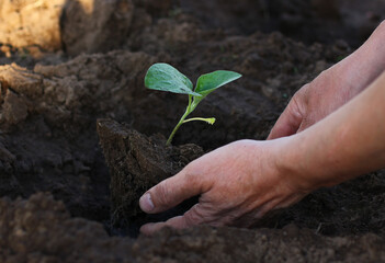 gardening while planting seedlings in the ground