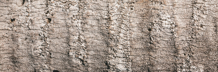 Tree bark background.