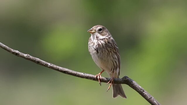 Corn bunting, Emberiza calandra. A bird spreads its wings