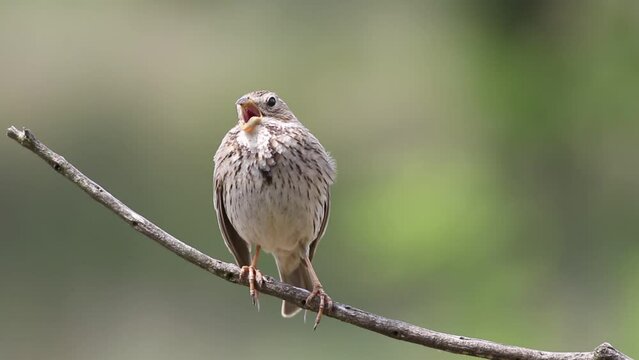 Corn bunting, Emberiza calandra. A bird spreads its wings