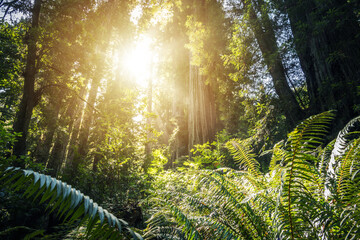 Scenic Sunny Ancient Forest Full of Large Ferns
