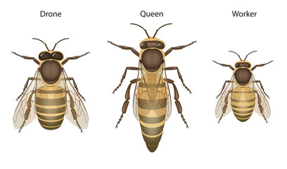 Honey Bee Biology: Queens, Drones and Workers - obrazy, fototapety, plakaty