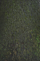 green moss on the stone