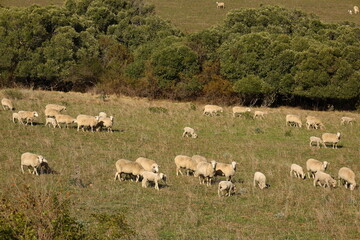Sheep grazing on a farm near Swellendam, Western Cape, South Africa.