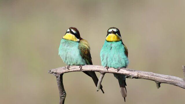 European bee-eater, Merops apiaster. A family of birds sits on a branch