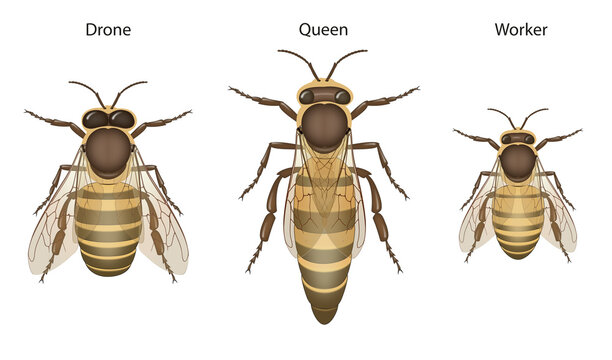 Honey Bee Biology: Queens, Drones and Workers