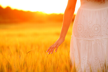 Woman hand at sunset touching wheat in a field - obrazy, fototapety, plakaty