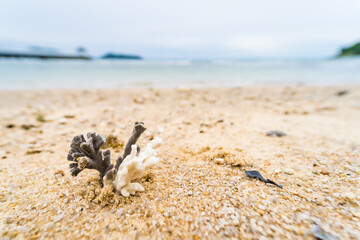 Coral reef at sea shore, A white sands beach Thailand.