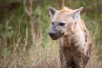 Tüpfelhyäne / Spotted hyaena / Crocuta crocuta...