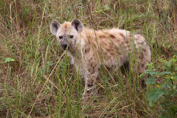 Tüpfelhyäne / Spotted hyaena / Crocuta crocuta...