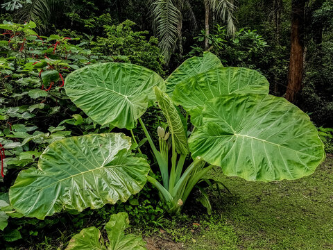 Giant elephant ear plant. Image, picture and stock photo.