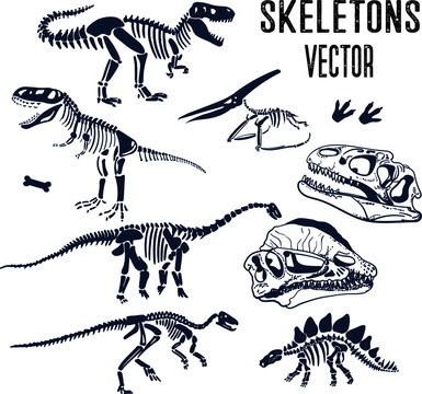 Vector set of dinosaur skeleton. Eps 10