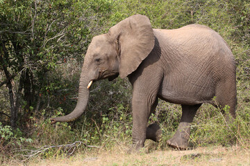 Afrikanischer Elefant / African elephant / Loxodonta africana