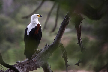 Afrikanischer Schreiseeadler / African fish-eagle / Haliaeetus vocifer.