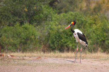 Sattelstorch / Saddle-billed stork / Ephippiorhynchus senegalensis