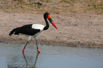 Sattelstorch / Saddle-billed stork / Ephippiorhynchus senegalensis