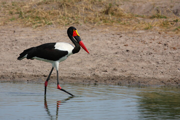 Sattelstorch / Saddle-billed stork / Ephippiorhynchus senegalensis