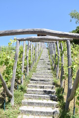 wooden bridge in the forest