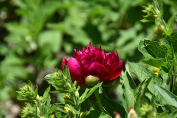 red and white tulips