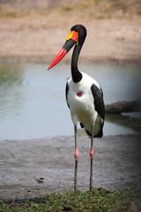 Sattelstorch / Saddle-billed stork / Ephippiorhynchus senegalensis