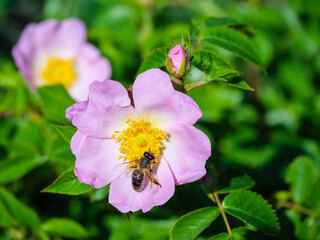 Honey bee pollinates the flowering of a pink wild rose