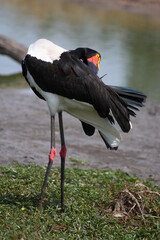 Sattelstorch / Saddle-billed stork / Ephippiorhynchus senegalensis
