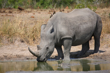 Fototapeta premium Breitmaulnashorn und Rotschnabel-Madenhacker / Square-lipped rhinoceros and Red-billed oxpecker / Ceratotherium simum et Buphagus erythrorhynchus.