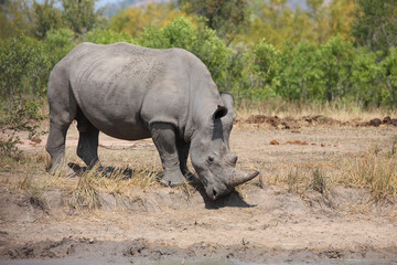 Fototapeta premium Breitmaulnashorn / Square-lipped rhinoceros / Ceratotherium simum