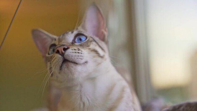 Bengali-oriental domestic cat with blue eyes watches the owner 