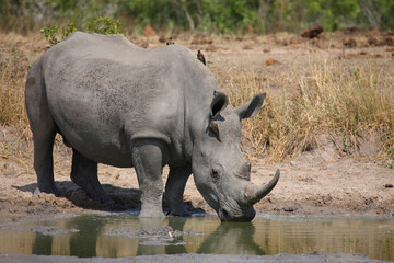 Breitmaulnashorn und Rotschnabel-Madenhacker / Square-lipped rhinoceros and Red-billed oxpecker /...